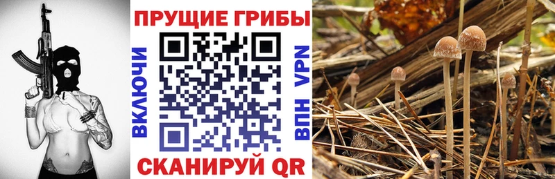 Псилоцибиновые грибы MAGIC MUSHROOMS  Отрадное 